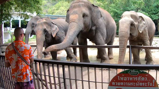 Amateur Thai Girlfriend Went To See *** And Has Sex Afterwards With BF